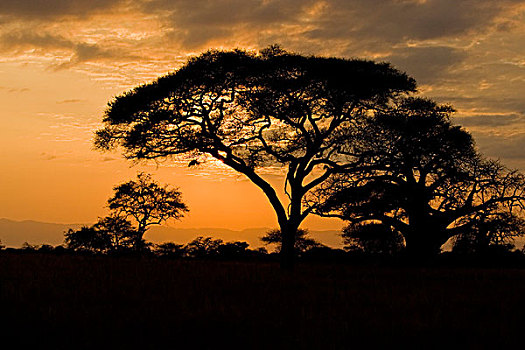 非洲,坦桑尼亚,日落,刺槐,猴面包树,塔兰吉雷国家公园