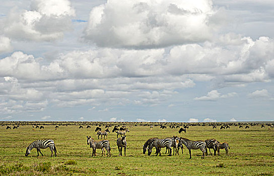 坦桑尼亚,塞伦盖蒂国家公园,斑马,迁徙