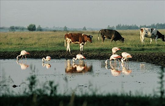 智利红鹤,水塘,围绕,牛,东方,荷兰