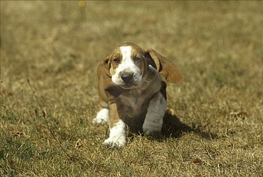 巴塞特猎犬