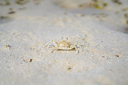 仙本那沙滩上的小螃蟹