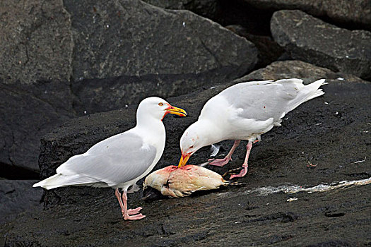 海鸥,两个,成年人,死,海雀,斯匹茨卑尔根岛,斯瓦尔巴特群岛,挪威,欧洲