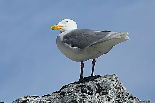 北极,斯瓦尔巴特群岛,国家公园,孤单,海鸥
