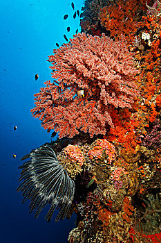 彩色,珊瑚,墙壁,珊瑚礁,毛头星,多样,软珊瑚,石头,大堡礁,世界遗产,昆士兰,澳大利亚,太平洋