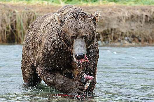棕熊,进食,鱼,卡特麦国家公园,阿拉斯加,美国,北美