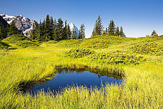 小,水塘,阿尔卑斯草甸,艾格尔峰,顶峰,远景,伯尔尼阿尔卑斯山,伯恩,瑞士
