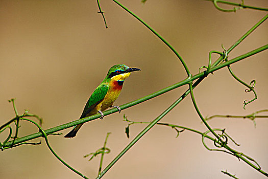 小,食蜂鸟,马塞马拉野生动物保护区,肯尼亚