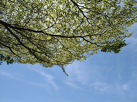 绿树,蓝天