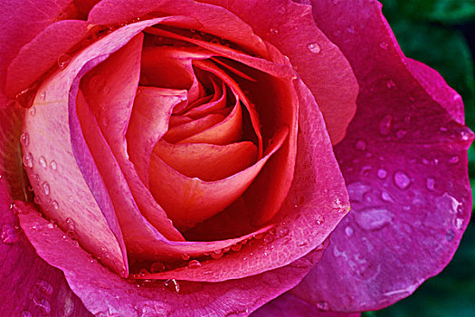 加拿大,温哥华岛,半岛,粉红玫瑰