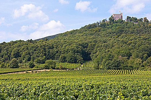 城堡,葡萄园,靠近,德国,葡萄酒,路线,产酒区,莱茵兰普法尔茨州,欧洲
