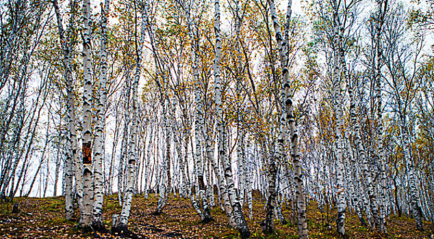 白桦林里的秋天