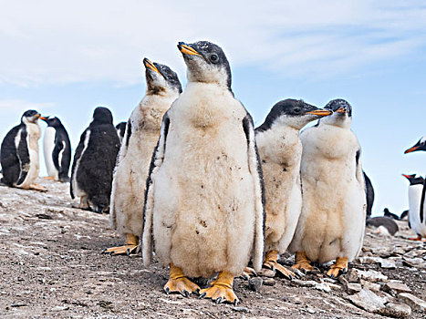 巴布亚企鹅,福克兰群岛,一半,幼禽,大幅,尺寸