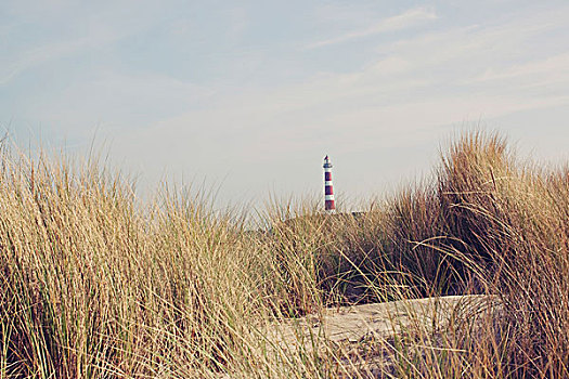 灯塔,过去,芦苇,海滩,阿默兰岛,荷兰