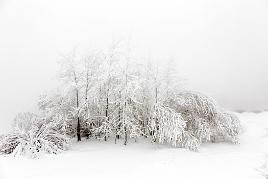 松树,雪地,正面,暴风雪
