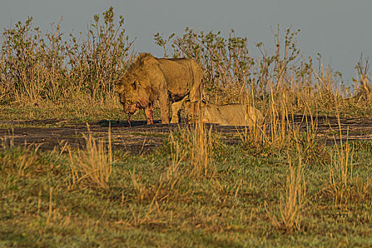 非洲肯尼亚马赛马拉国家公园狮子群吃水牛