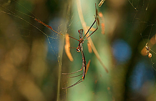 金色,蜘蛛丝,上郎蜘蛛,网,潘塔纳尔,巴西,南美