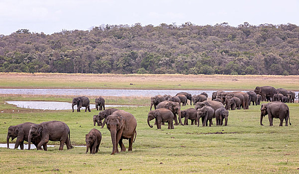 斯里兰卡,大象,象属,国家公园,亚洲