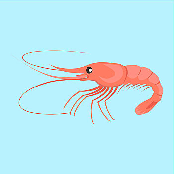 虾,矢量,设计,插画,图案,风格,新鲜,海洋,概念,海鲜,包装,标识,健康饮食,海产品,鲜明,红色,蓝色背景,背景