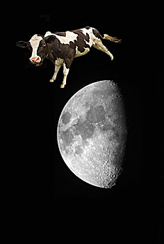 母牛,跳跃,上方,月亮,诺森伯兰郡,英格兰