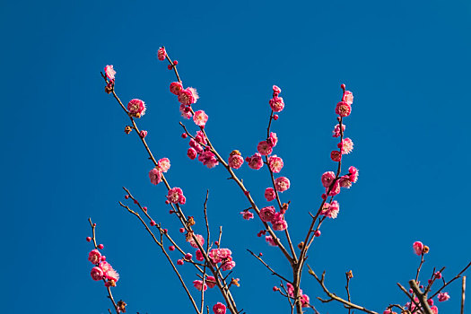 春季日光下植物粉色梅花绽放