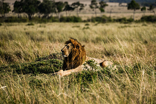 男性,狮子,马赛马拉,肯尼亚