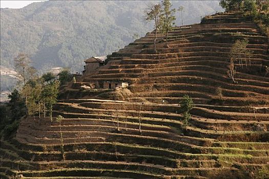手工制作,梯田耕种,山峦,纳加阔特,尼泊尔,亚洲