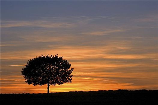 孤树,正面,落日