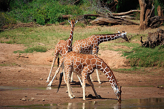 网纹长颈鹿,长颈鹿,喝,水坑,区域,肯尼亚,非洲