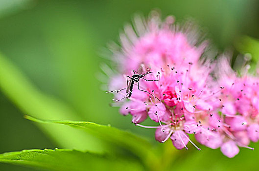粉花绣线菊和蚊子