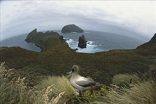 悬崖,远眺,南海岸,纪念建筑,港口,坎贝尔岛,新西兰