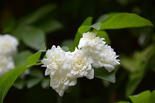 木香,木香花,白花,小白花