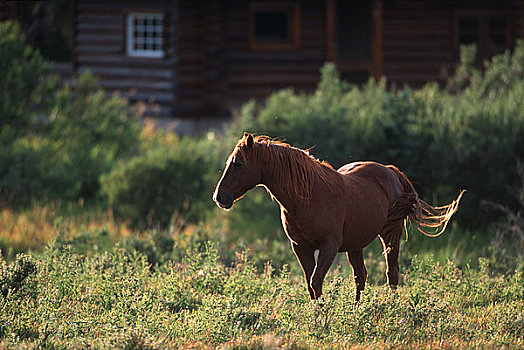 马,草场,艾伯塔省,加拿大