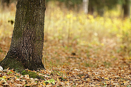 秋天,橡树,公园,十月,时间