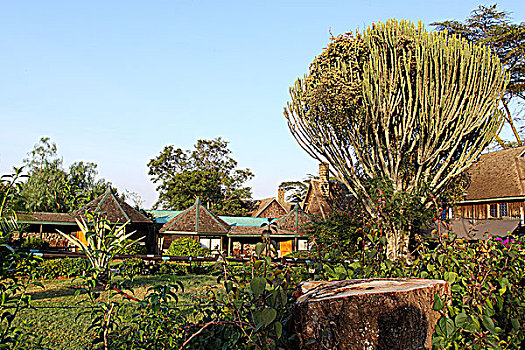 非洲肯尼亚热带庭院