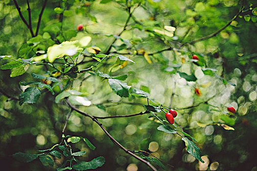 绿色,叶子,阳光,红色,水果