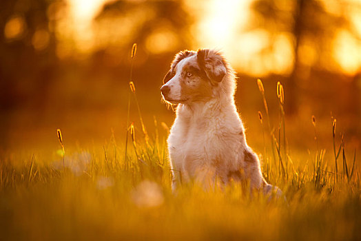 澳洲牧羊犬,狗,草地,草,日落,逆光,德国,欧洲