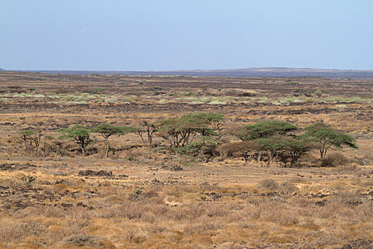 热带草原,灌木,陆地,肯尼亚