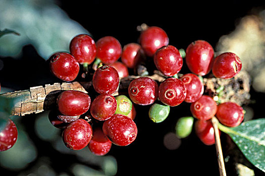 成熟,咖啡豆,咖啡,植物,喀拉拉,印度南部,印度,亚洲