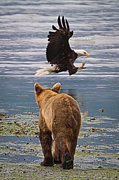 棕熊,走,岸边,白头鹰,三文鱼,瓦尔德斯半岛,阿拉斯加,夏天