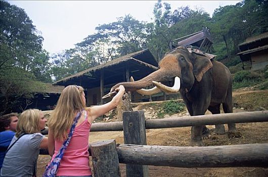 泰国,清迈,游客,进食,大象