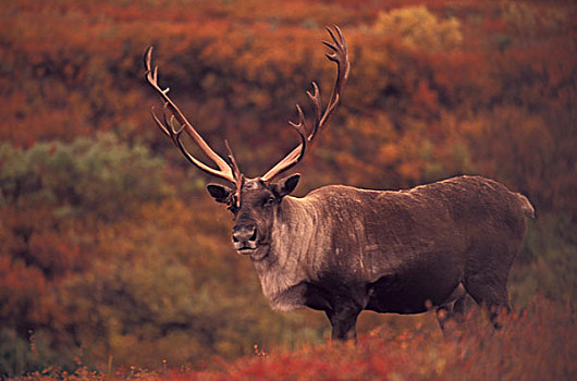 北美,美国,阿拉斯加,德纳里国家公园,苔原,北美驯鹿,驯鹿属,秋天
