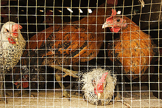 笼子,鸡,印度尼西亚,七月,2007年
