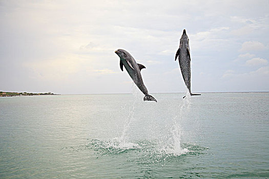 海湾群岛,洪都拉斯,两个,宽吻海豚,跳跃,室外,水,钥匙,胜地