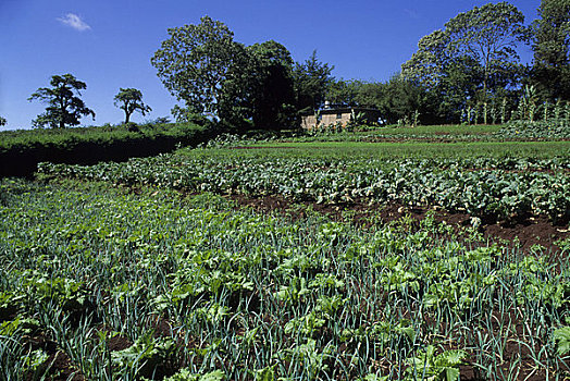 坦桑尼亚,靠近,阿鲁沙,农业,地点,洋蓟,洋葱,蔬菜