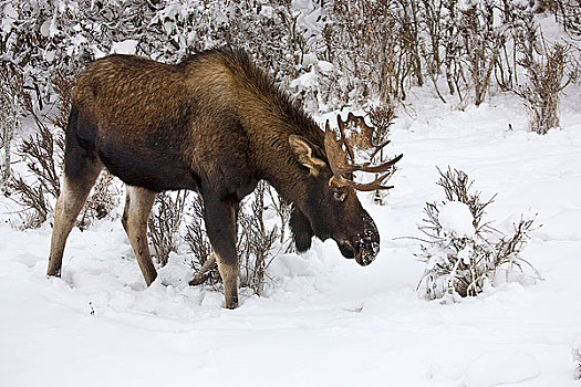 幼兽,驼鹿,浏览,雪盖,叶子,靠近,公园,阿拉斯加,冬天