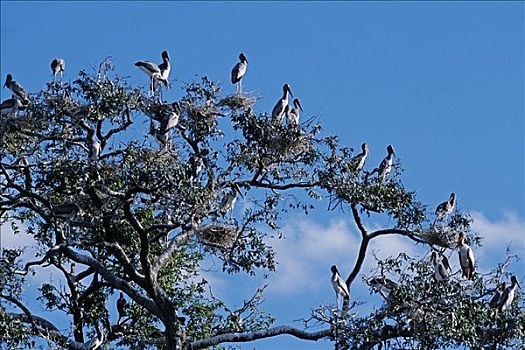 赞比亚,南卢安瓜国家公园,不成熟,鹮鹳属,朱鹭