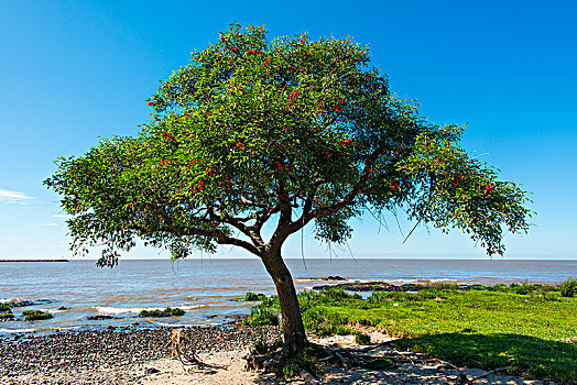珊瑚,树,国家,堤岸,拉普拉塔河,南美洲,萨克拉门托,乌拉圭,南美