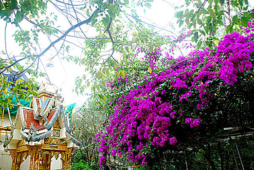 风景泰国清迈花朵寺庙户外无人