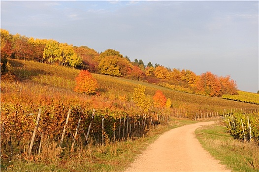 秋季,莱茵高地区