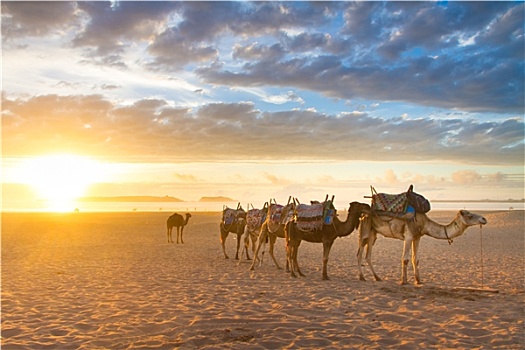 骆驼,房车,海滩,苏维拉,摩洛哥